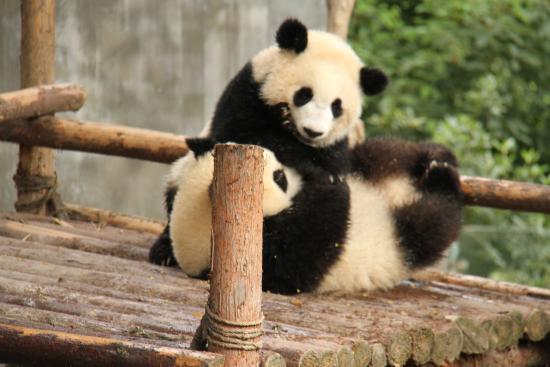 Chengdu Zoo